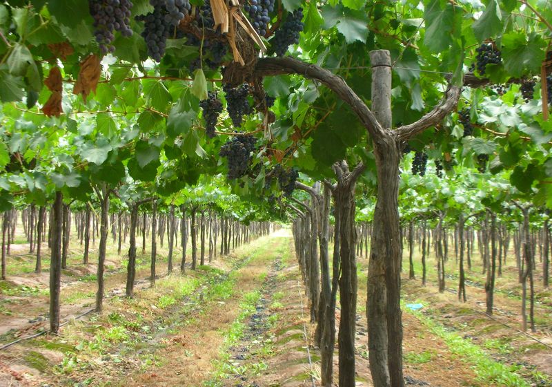 Argentinien_ Mendoza- weingut- eigenes Bild