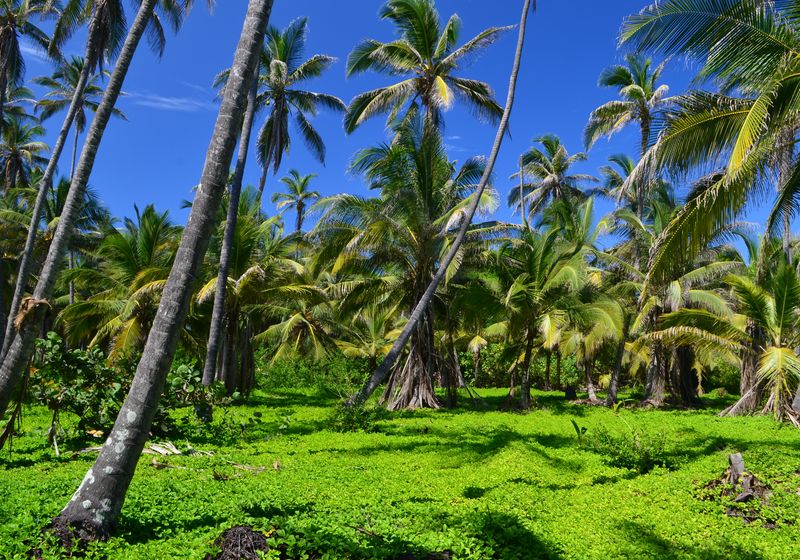 Kolumbien-Tayrona Nationalpark-Palmen-Neptuno