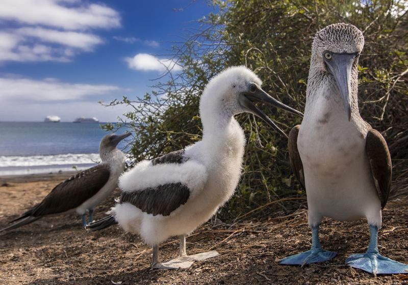 Ecuador-Galapagos-Blaufußtölpel-Latinconnect