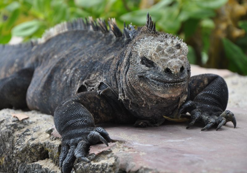 Ecuador-Galapagos-Leguan-Latinconnect