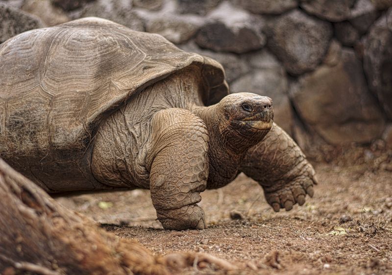 Ecuador-Galapagos-Riesenschildkröte-Latinconnect