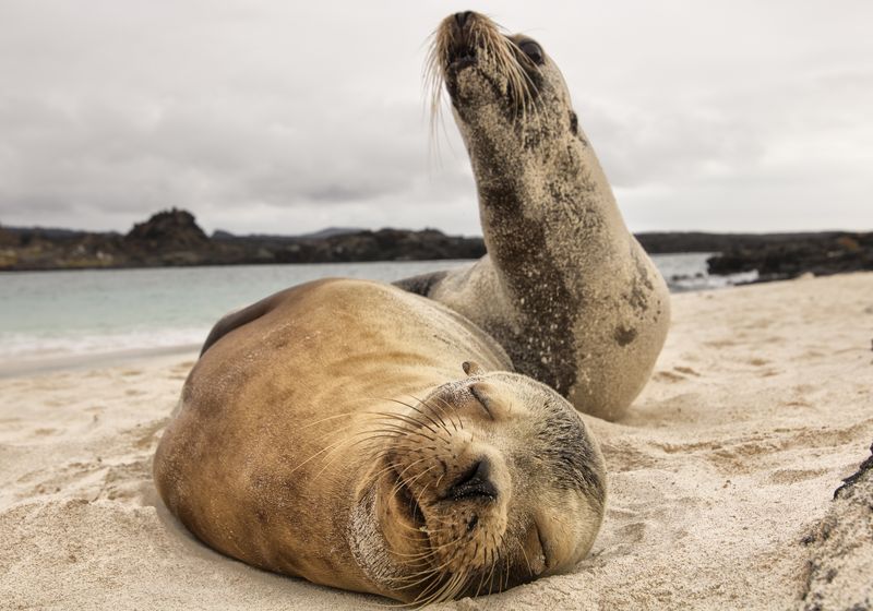 Ecuador-Galapagos-Seelöwen-Latinconnect