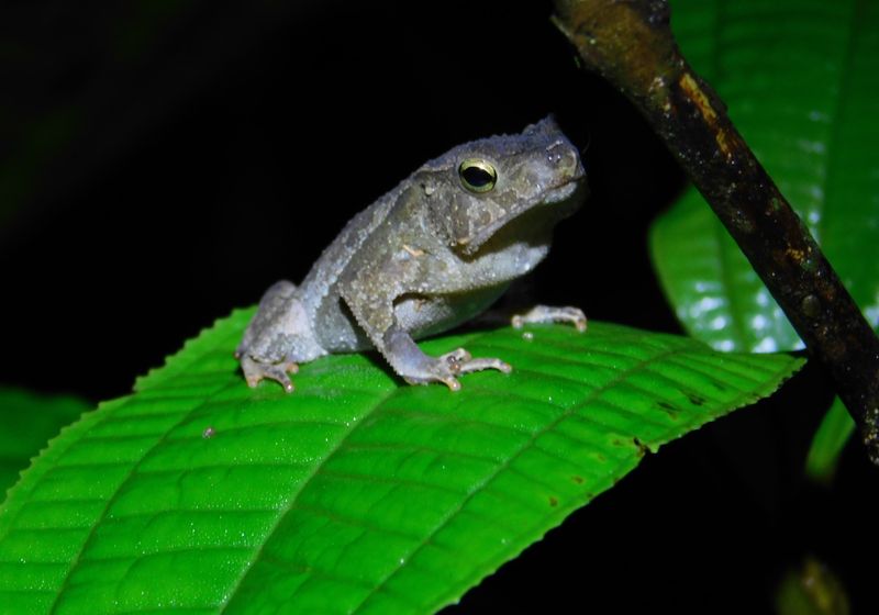 Kolumbien-Amazonas-Frosch-Latinconnect