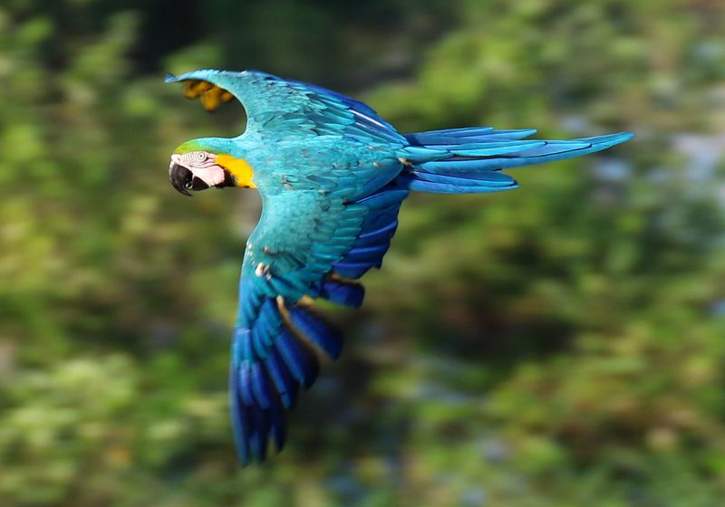 Kolumbien-Amazonas-Papagei-Latinconnect