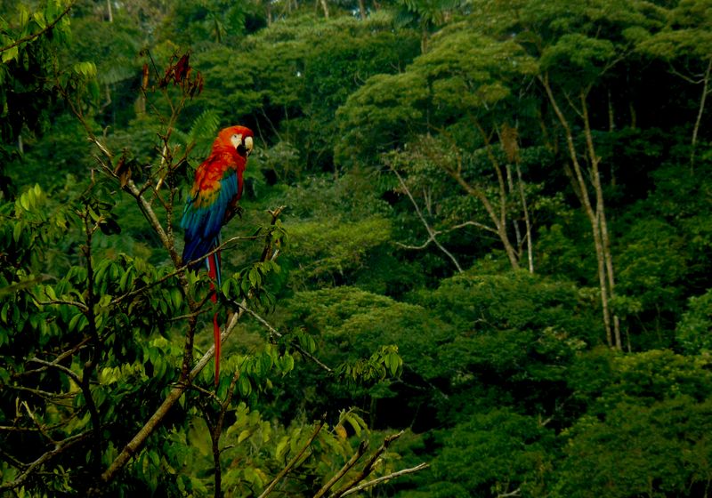 Ecuador-Amazonas-Tiere-Papagei auf Baum mitten im Dschungel-istock-1135957879