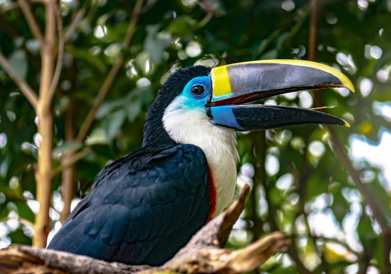 Ecuador-Amazonas-Tiere-Weiss-thoated Tukan-iStock-1128097831