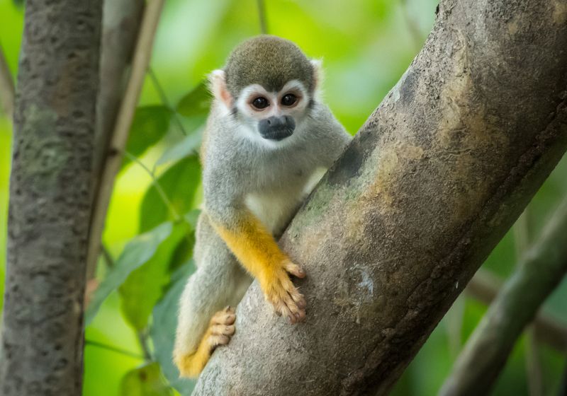 Ecuador-Amazonas-Totenkopfaffe auf Baum-iStock-816197882