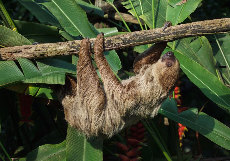Ecuador-Amazonas-Zweifinger Faultier haengt am Baum-iStock-1012624994