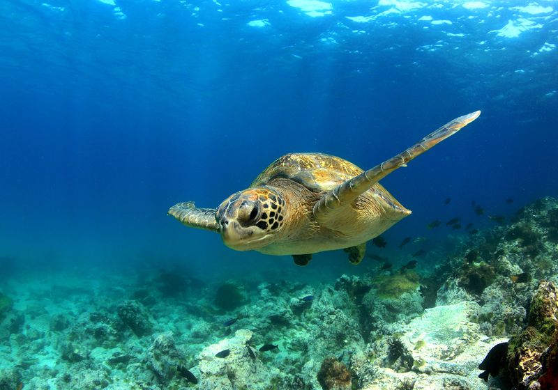 Ecuador-Galapagos-Gruene Meeresschildkroete unter Wasser-iStock-178840843