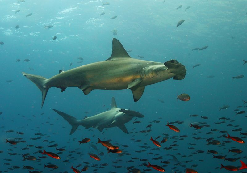 Ecuador-Galapagos-Tauchen-Hammerhaie mit Fischen-iStock-1125900480