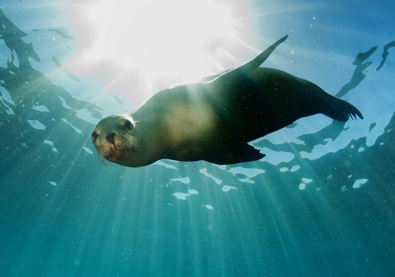 Ecuador-Galapagos-Tauchen-Seeloewe-Seehund-iStock-477443999