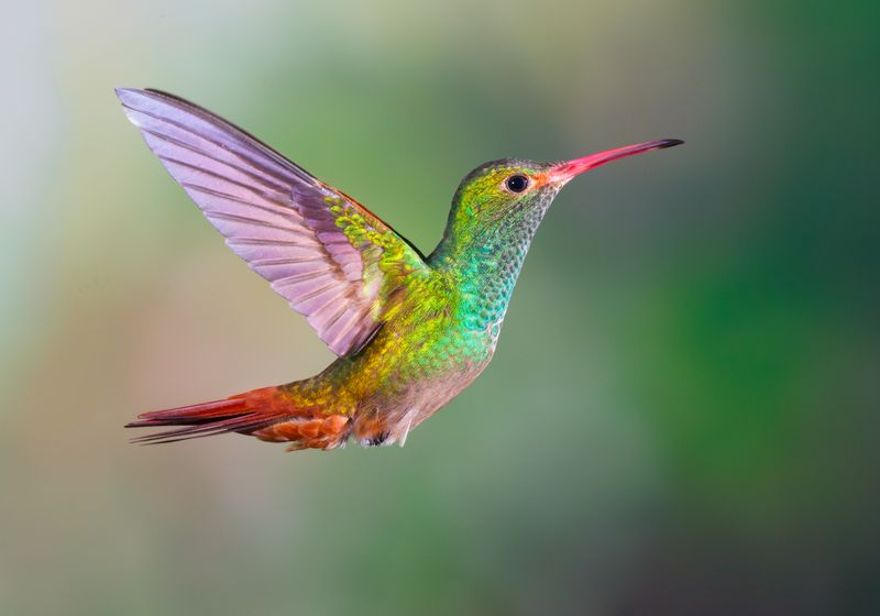 Ecuador-Kolibri-iStock-507864088