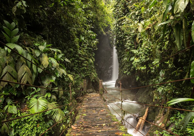Ecuador-Mindo-Bergnebelwald-iStock-624065670