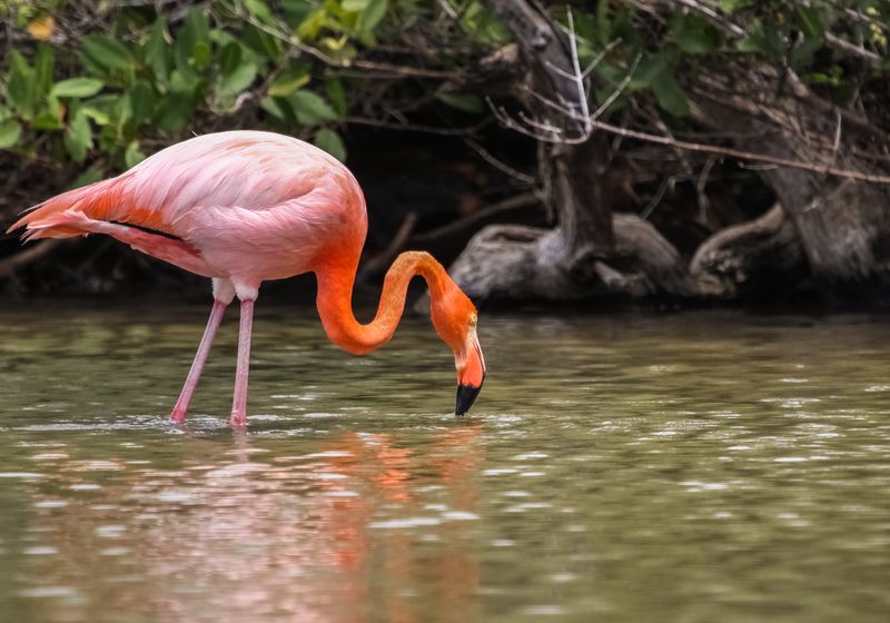 Ecuador_Galapagos-North Seymour-Flamingo sucht Essen im Wasser-iStock-657425494
