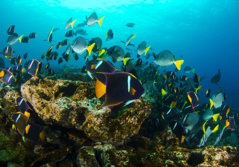 Ecuador_Galapagos-Unterwasserwelt-Engel Fische-iStock-520777442