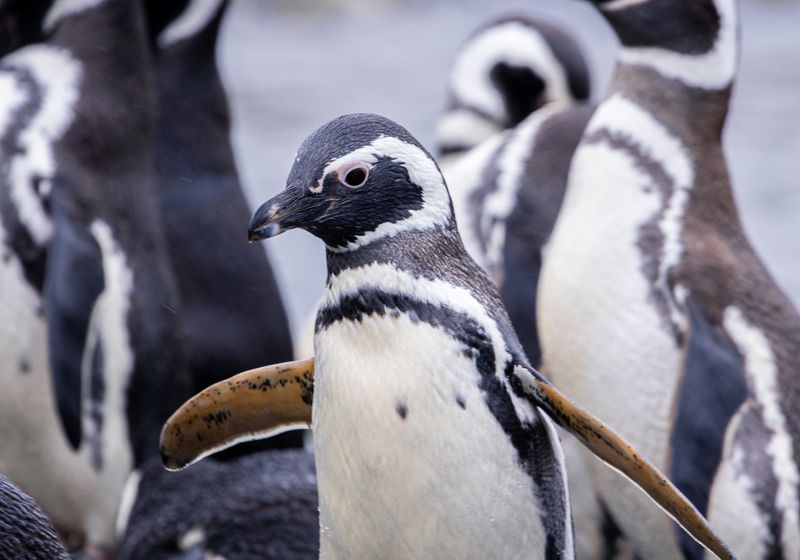Chile - Cruceros Australis - Pinguine - Bilder von cruceros