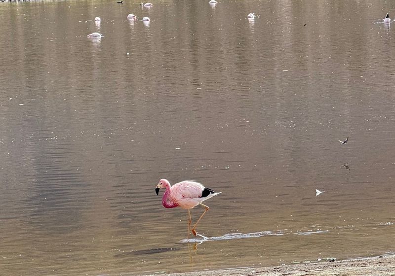 Chile - Flamingo - eigenes Bild AJ