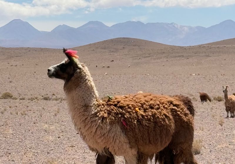 Chile - Vicuna - eigenes Bild AJ