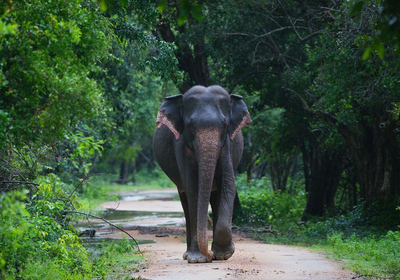 Rundreise-Südindien-Safari-Mudumalai Nationalparki-