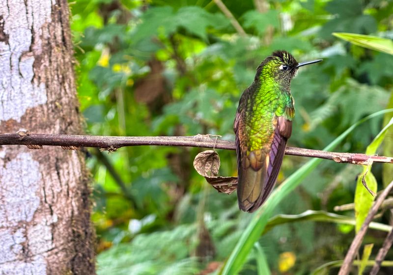 Ecuador - Bella Vista - Kolibri